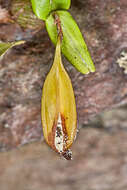 Image of Dinema polybulbon (Sw.) Lindl.