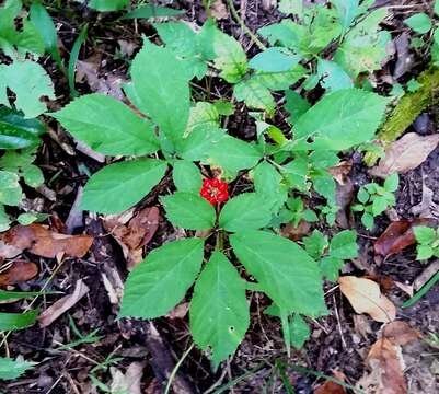 Image of Chinese ginseng