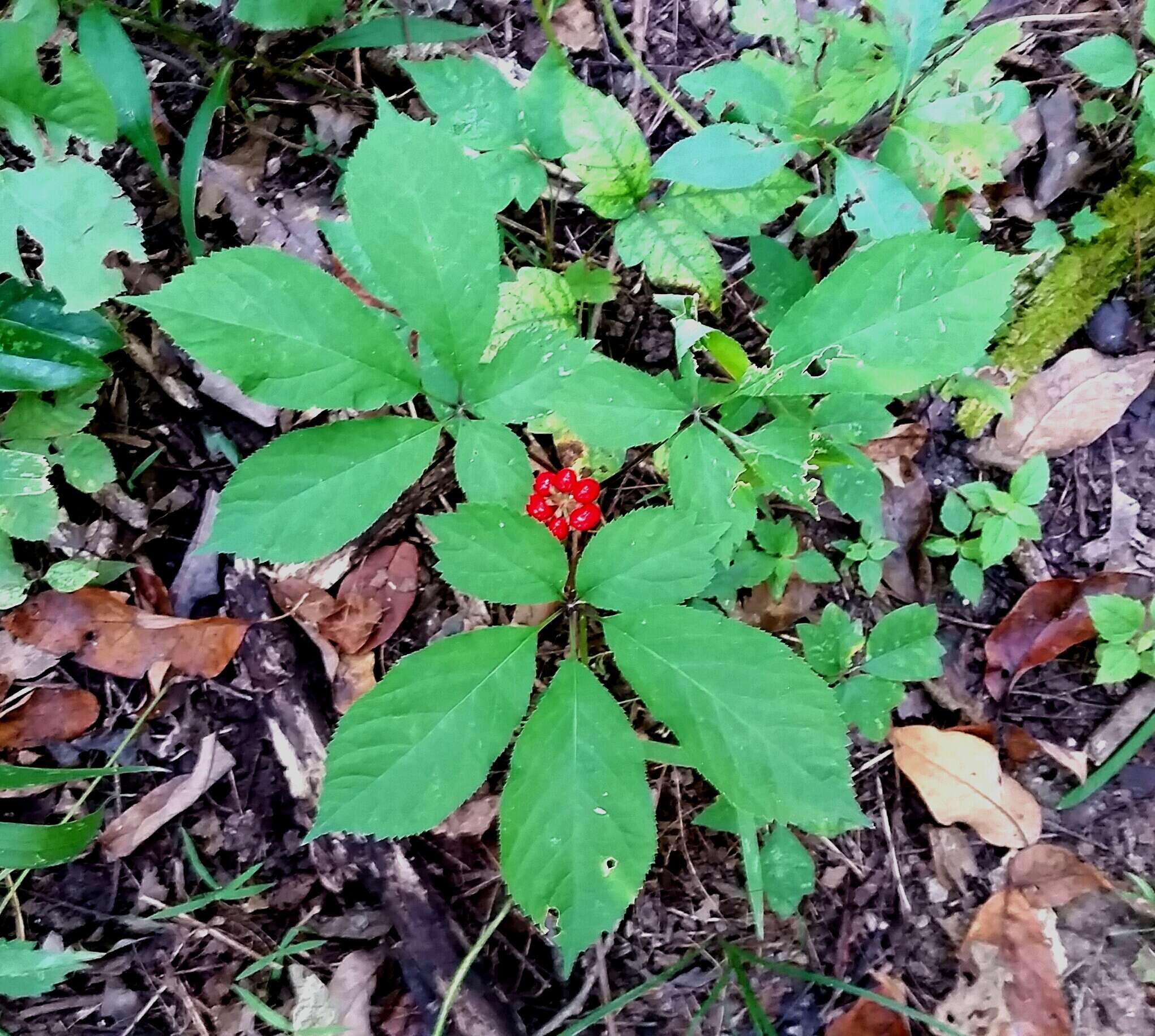 Image of Chinese ginseng