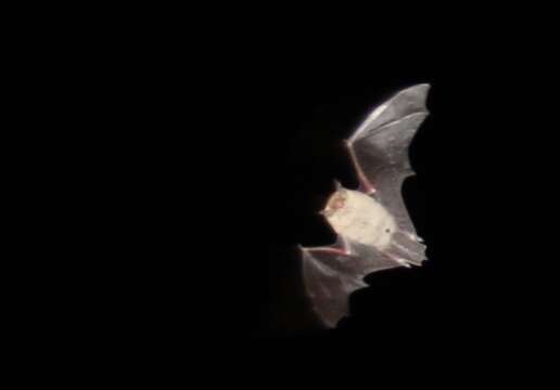 Image of Atacama Myotis