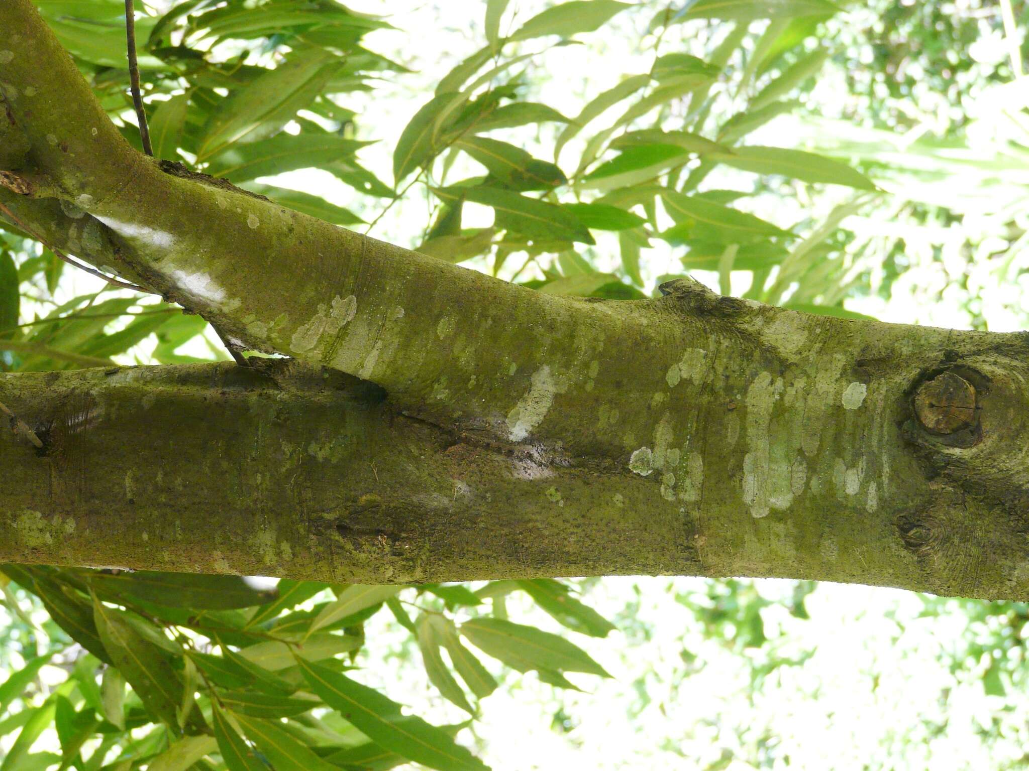 Image of Ocotea diospyrifolia (Meisn.) Mez