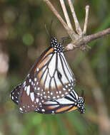 Sivun Danaus (Anosia) melanippus subsp. hegesippus Cramer 1777 kuva