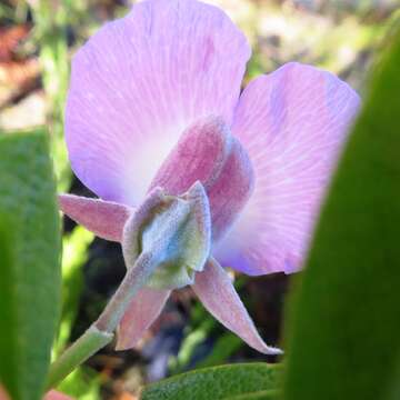 Image of Podalyria calyptrata (Retz.) Willd.