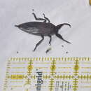 Image of Uhler's Water Bug