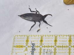 Image of Uhler's Water Bug