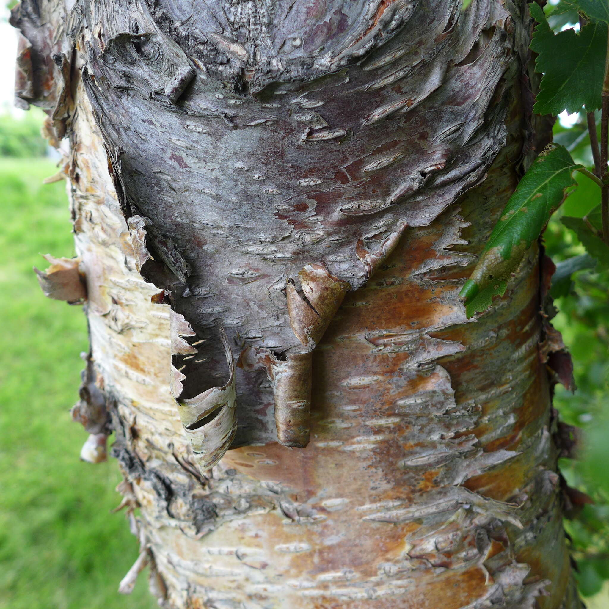 Image of Brown Birch