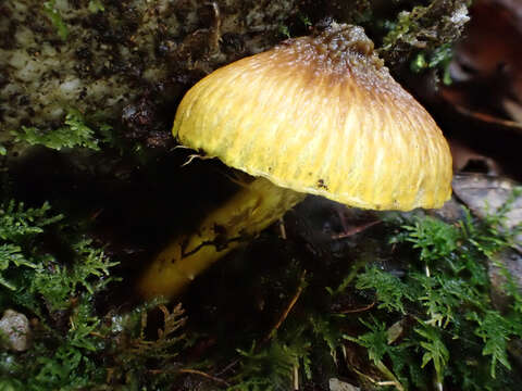 Image of Inocybe lutea Kobayasi & Hongo 1952