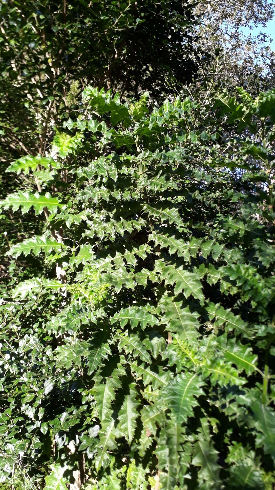 Image of Acanthus polystachyus Del.