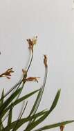 Image of Carex ornithopoda Willd.