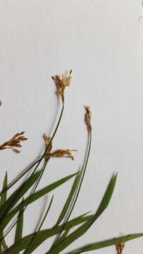 Image of Carex ornithopoda Willd.