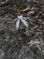 Image of Esperance white spider orchid