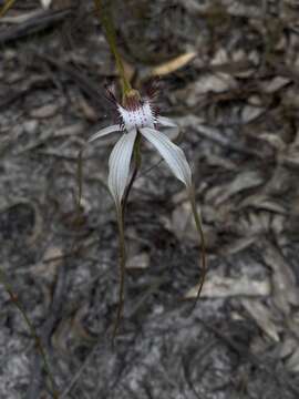 Image of Esperance white spider orchid