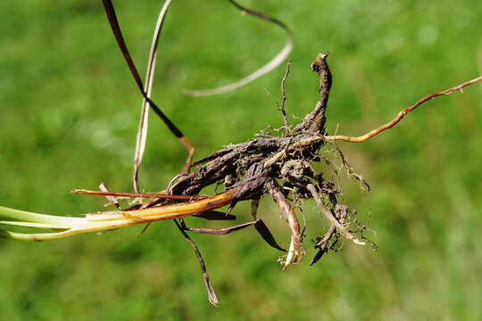 Image of carnation sedge