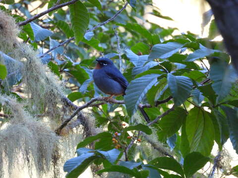 Image of Rufous-throated Solitaire