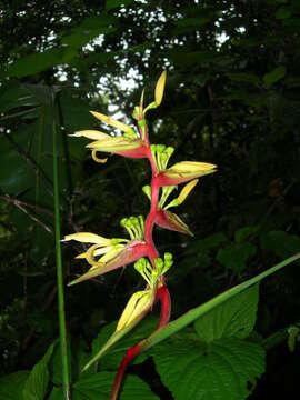 Image of Guatemalan bird of paradise