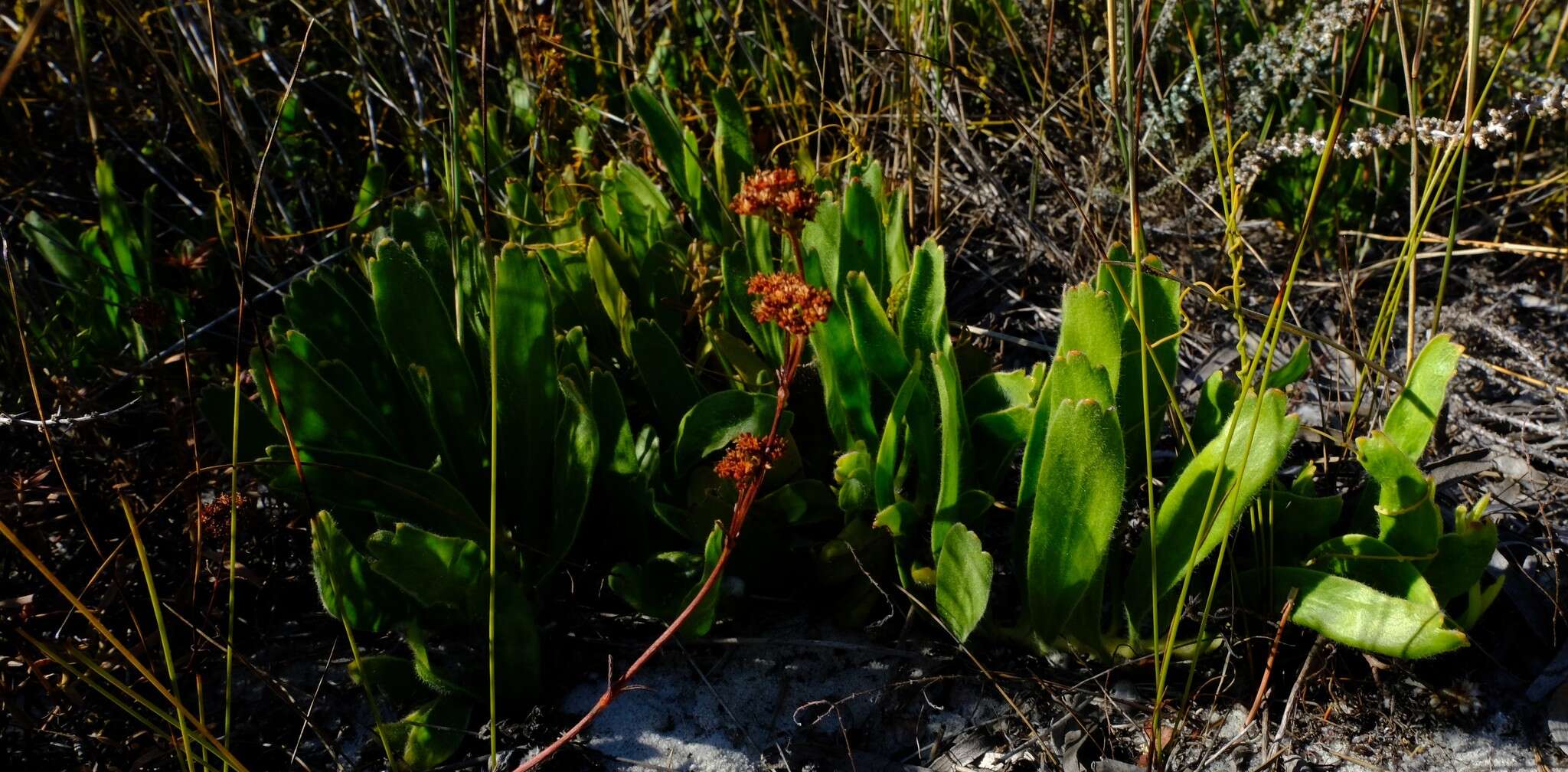 Image de Leucospermum hypophyllocarpodendron subsp. hypophyllocarpodendron