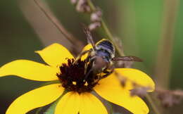 Image of Petulant Leaf-cutter Bee