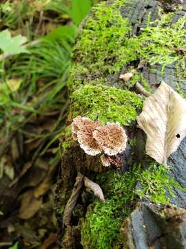 Gloiodon strigosus (Sw.) P. Karst. 1879的圖片