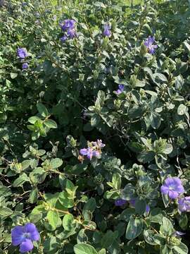 Image of Barleria taitensis S. Moore