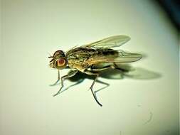 Image of Fly