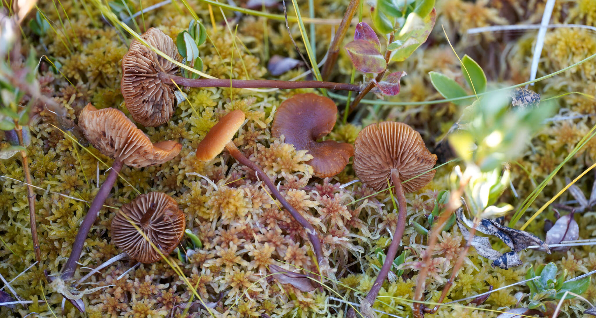 Image de Gymnopilus fulgens (J. Favre & Maire) Singer 1951