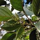 Sivun Hancea integrifolia (Willd.) S. E. C. Sierra, Kulju & Welzen kuva