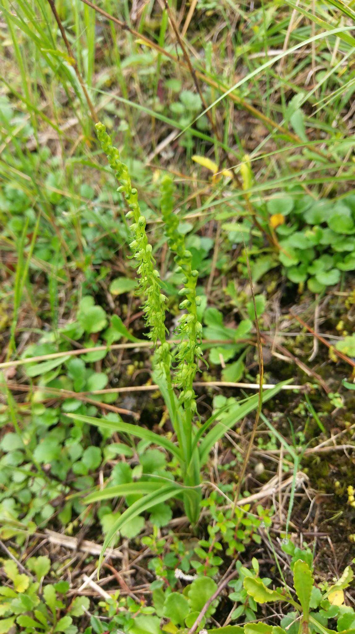 Herminium lanceum (Thunb. ex Sw.) Vuijk resmi