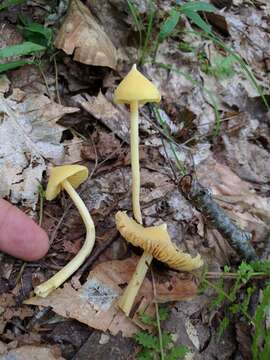 Слика од Entoloma murrayi (Berk. & M. A. Curtis) Sacc. 1899