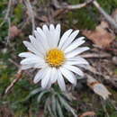 Image of Celmisia asteliifolia Hook. fil.