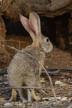 Imagem de Lepus nigricollis F. Cuvier 1823