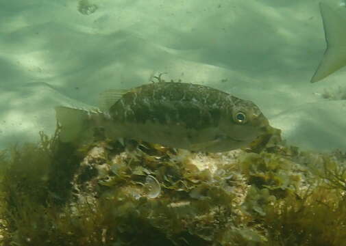 Image of Dusky rabbitfish