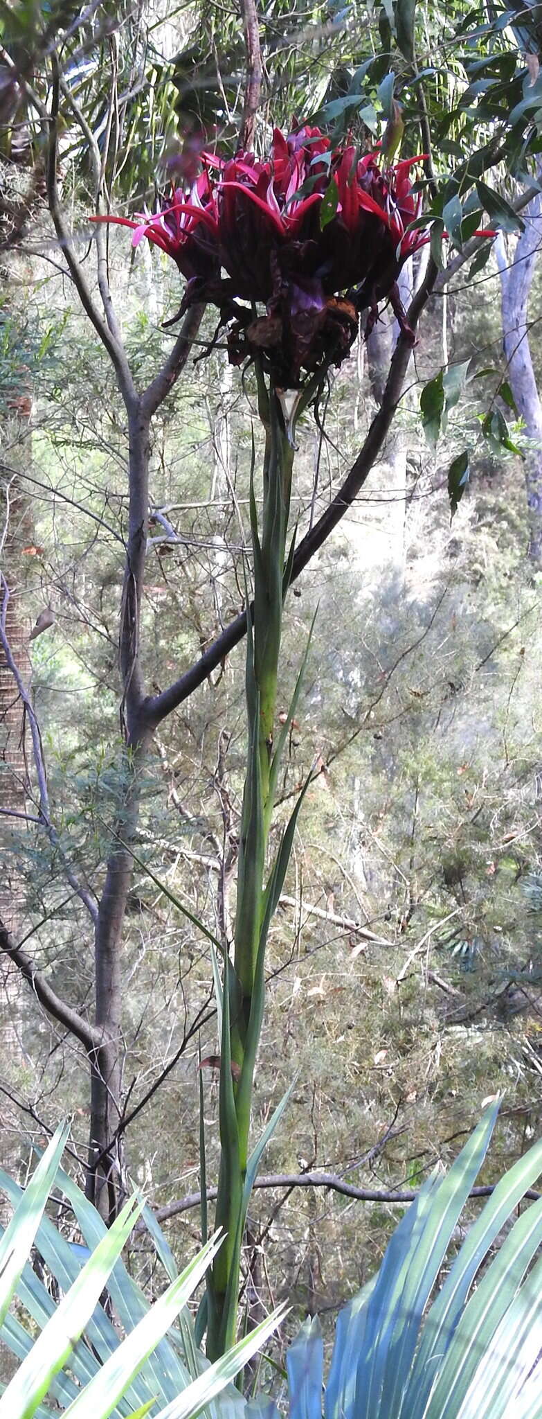 Doryanthes excelsa Corrêa resmi