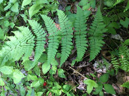 Image of intermediate woodfern