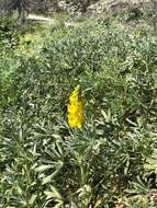 Image of European yellow lupine