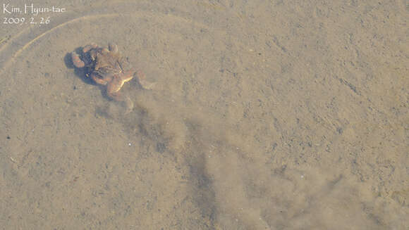 Image of Asiatic Toad