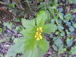 Imagem de Geum macrophyllum Willd.