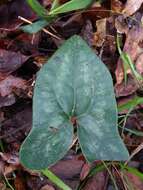 Image de Hexastylis arifolia var. callifolia (Small) H. L. Blomq.