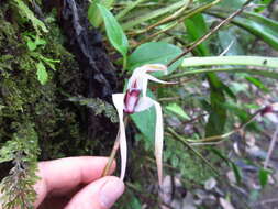 Image of Maxillaria ecuadorensis Schltr.