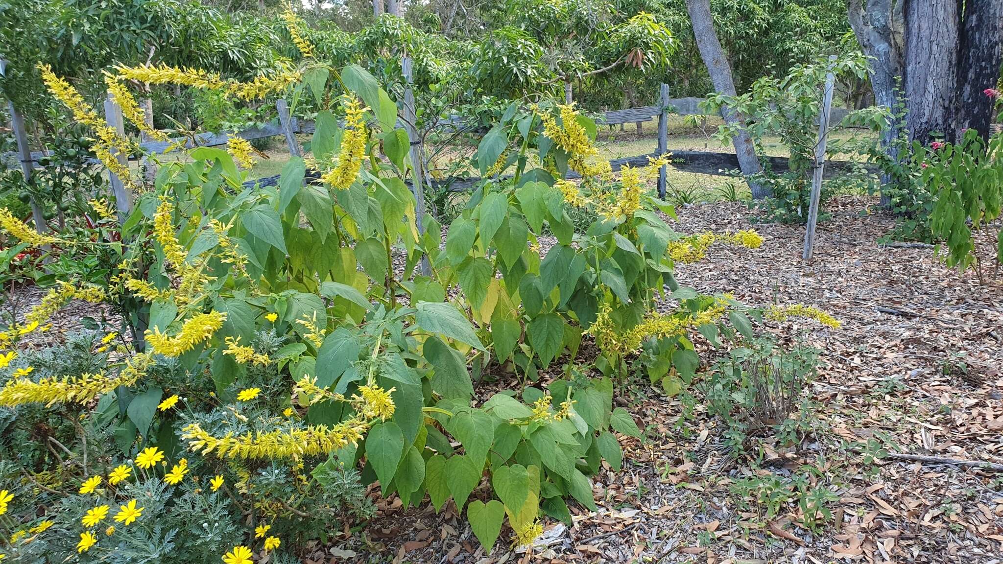 Image of Salvia madrensis Seem.