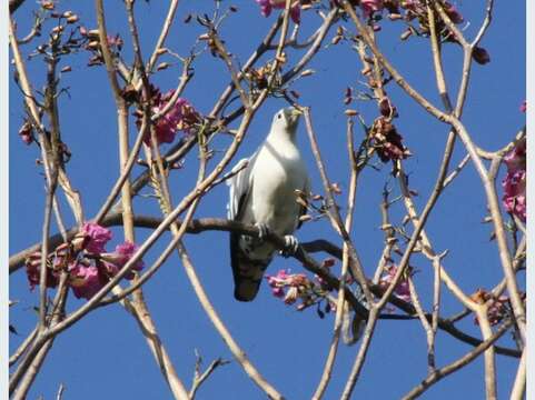 Image of Torresian Imperial-Pigeon