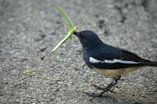 Слика од Copsychus saularis saularis (Linnaeus 1758)