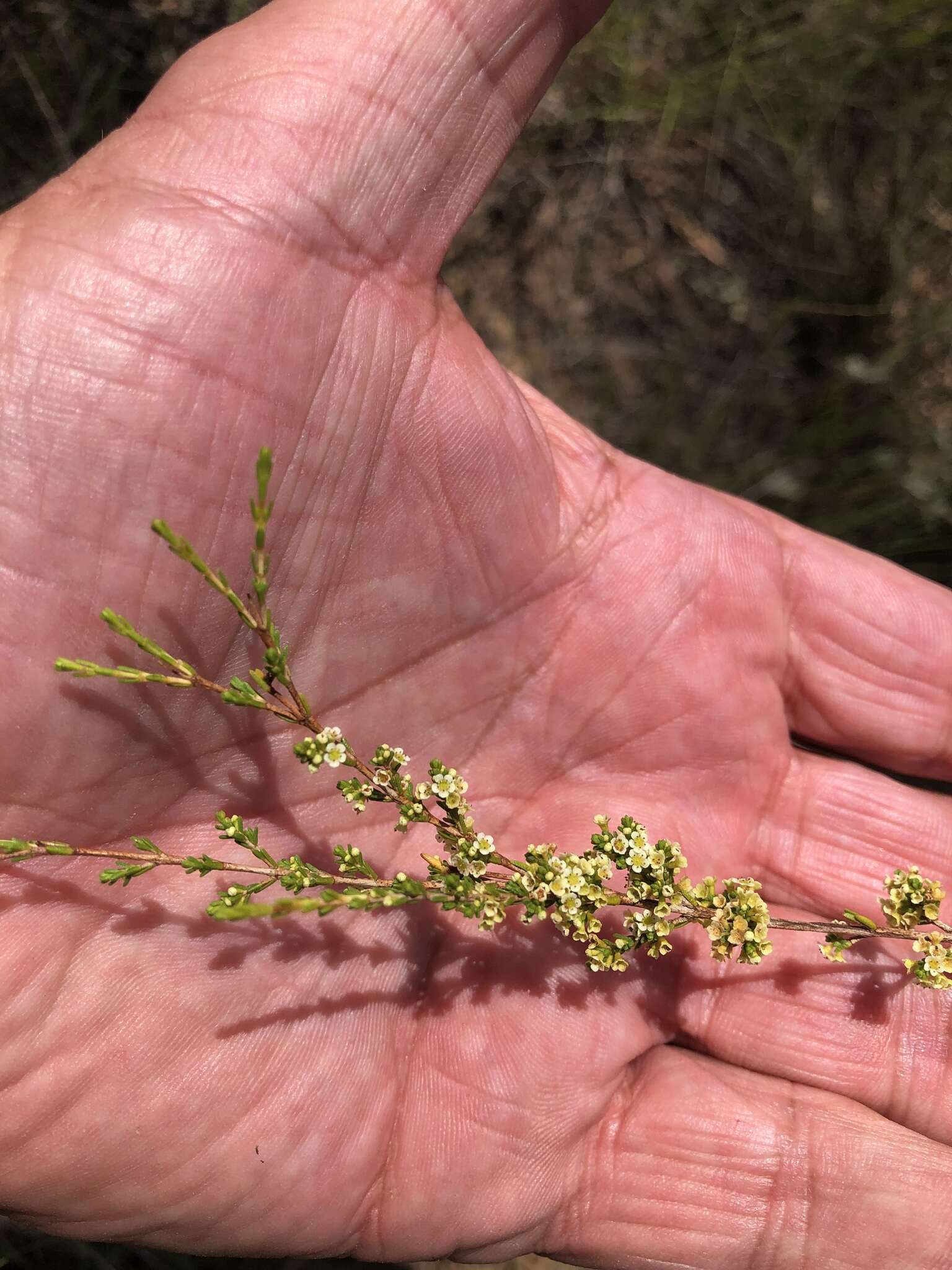 Image of Micromyrtus carinata A. R. Bean