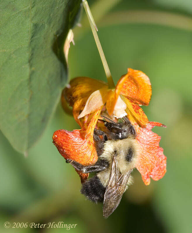 Image of Half-black Bumblebee