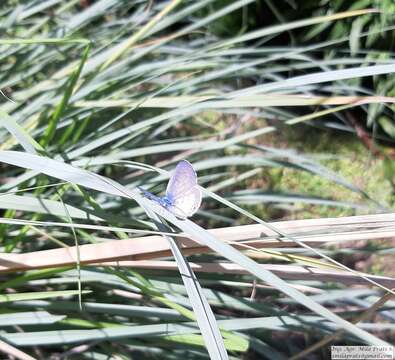 صورة <i>Leptotes <i>cassius</i></i> cassius