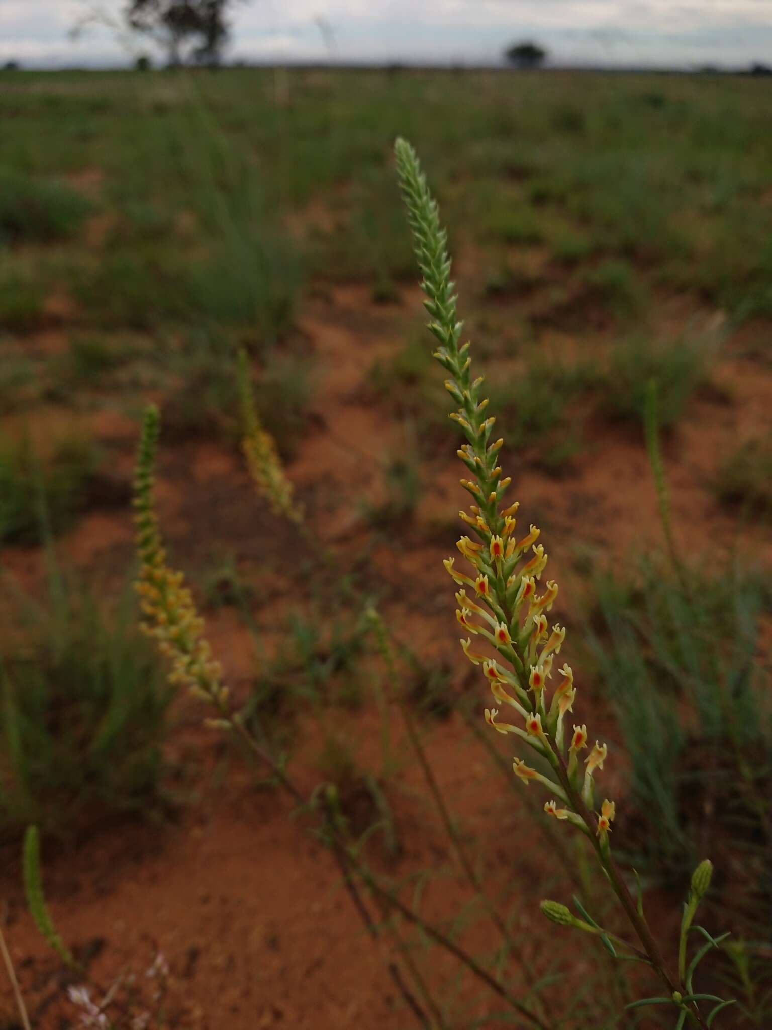 Слика од Hebenstretia angolensis Rolfe