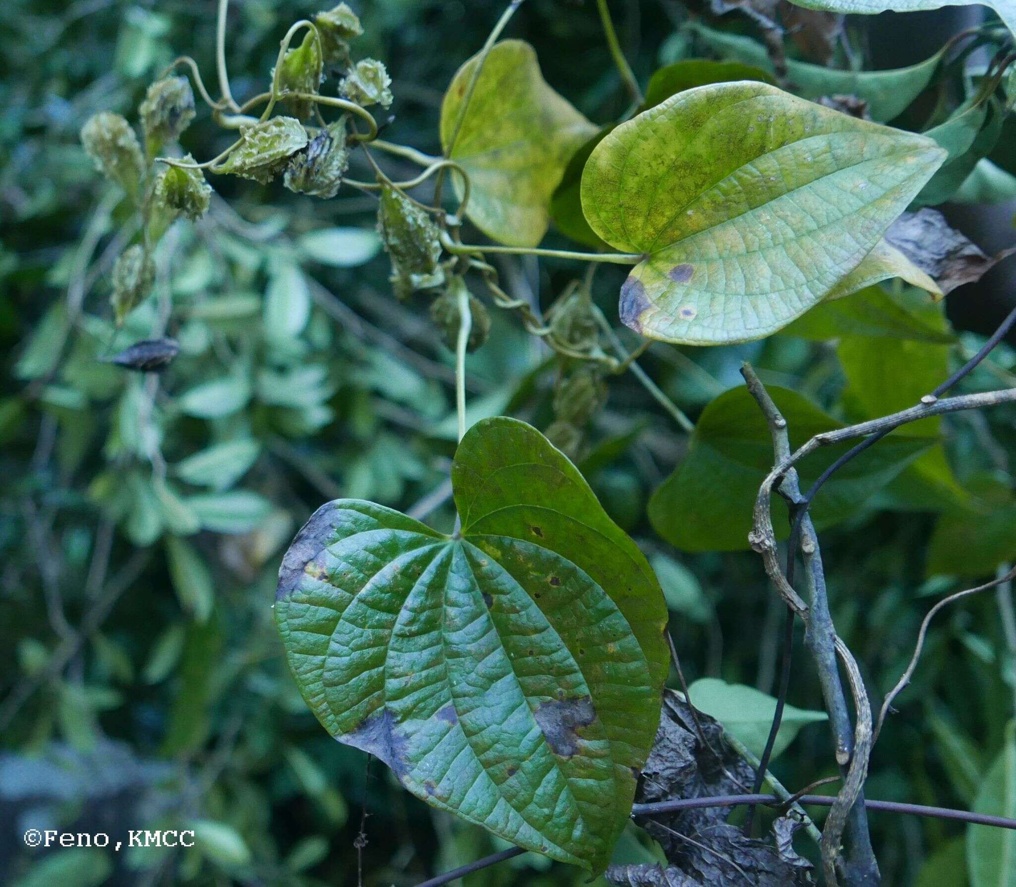 Image of Dioscorea sambiranensis subsp. sambiranensis