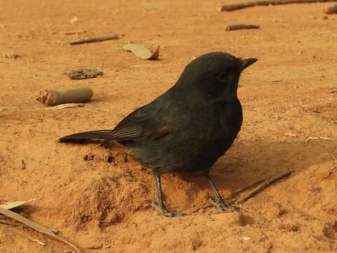 Image of Northern Black Flycatcher