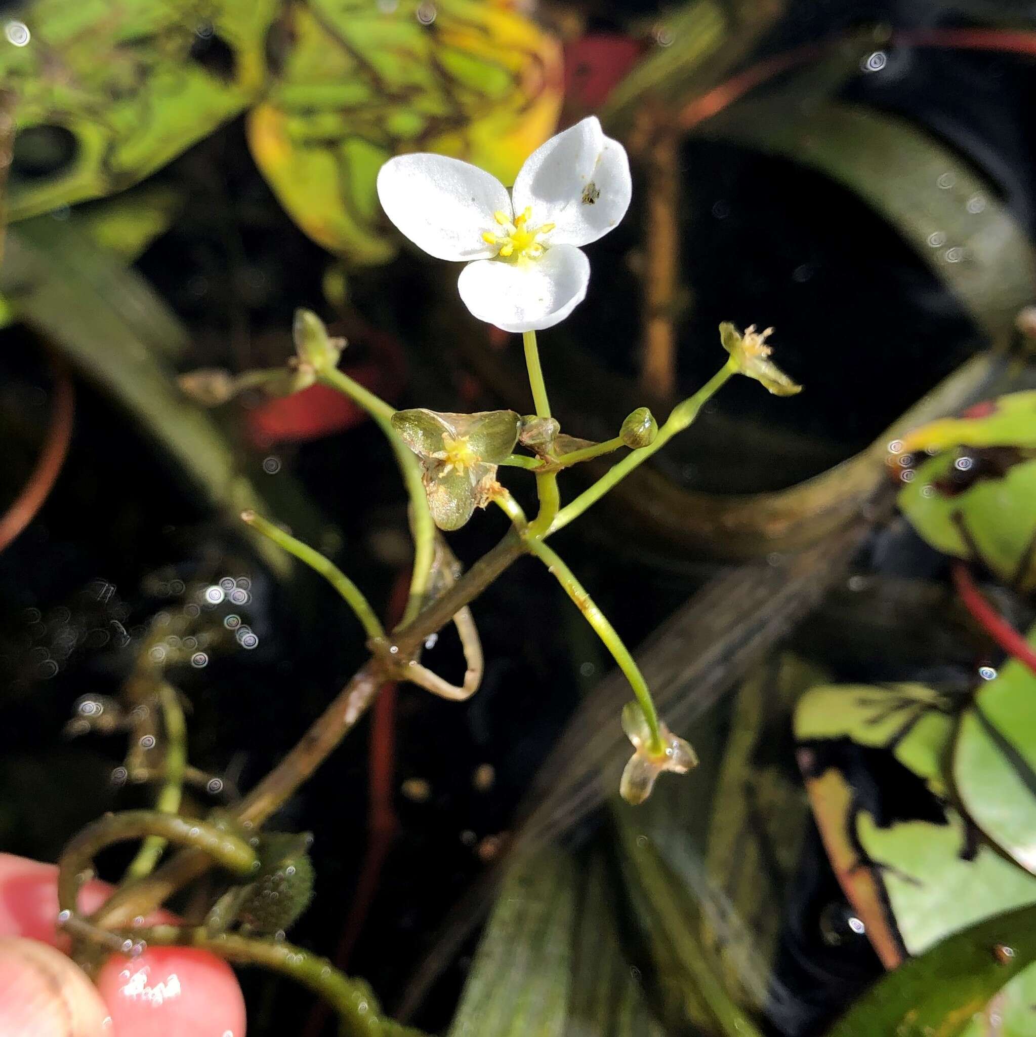 Imagem de Sagittaria subulata (L.) Buchenau