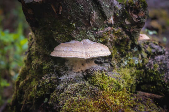 Image of Perenniporia ochroleuca (Berk.) Ryvarden 1972