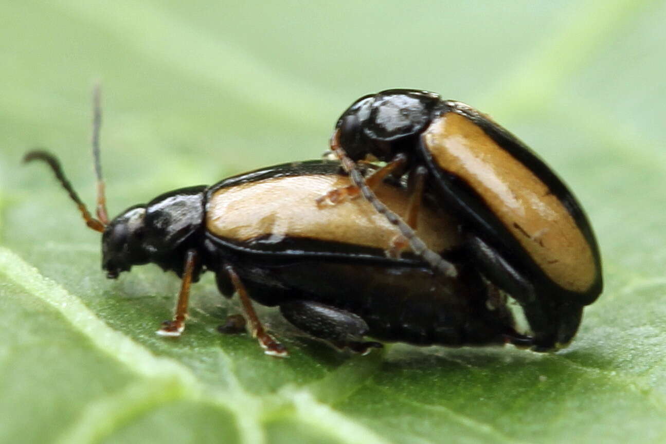 Image of Horseradish Flea Beetle